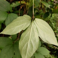 Dioscorea pentaphylla L.